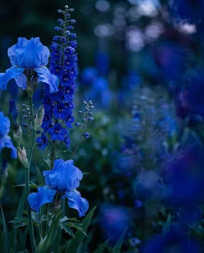Blue Irises and Delphinium in Dusk Garden