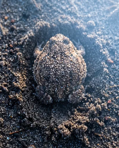 Sand Covered Rain Frog Burrowing