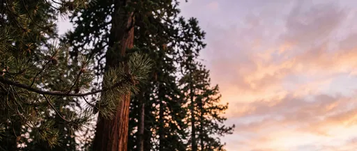Pine Branch Against Pastel Sunset Sky