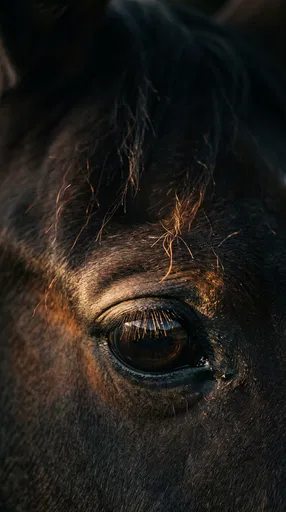 Macro Close-Up of Dark Horse Eye