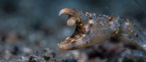 Macro Close-Up of Pistol Shrimp Claw