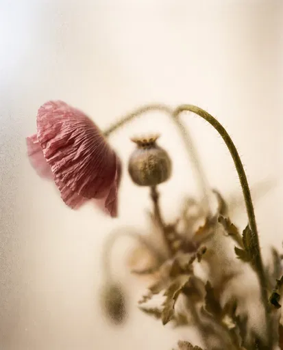 Dusty Rose Poppy Behind Frosted Glass