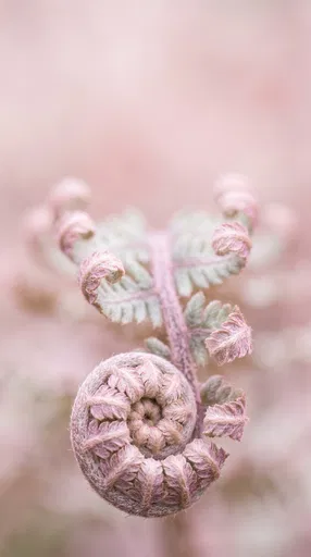 Pastel Pink Unfurling Fern Macro