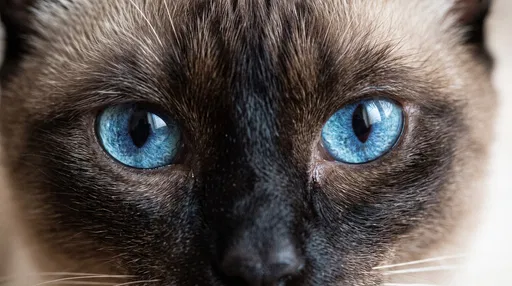 Macro Close-Up of Siamese Cat Blue Eyes