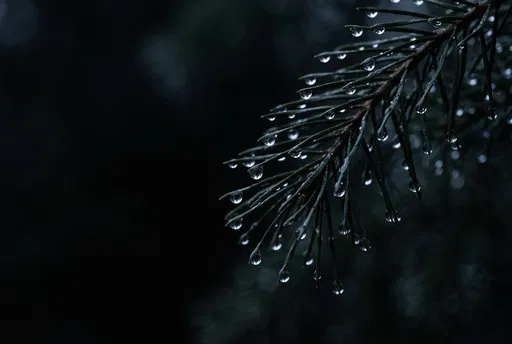 Dewdrops on Pine Branch at Night