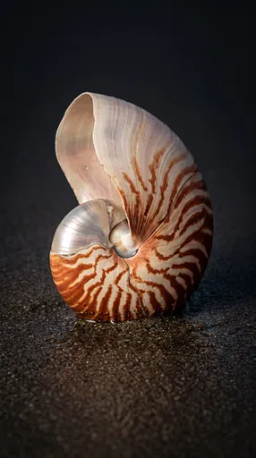 Nautilus Shell on Dark Wet Sand