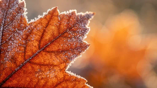 Frosted Autumn Maple Leaf Macro