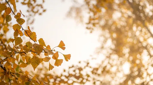 Golden Autumn Leaves With Soft Bokeh
