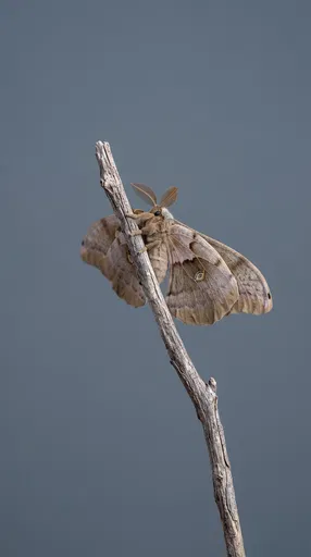 Polyphemus Moth Perched on Dry Branch
