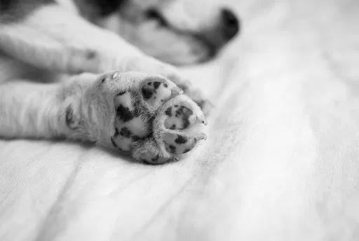 Monochrome Close-Up of Sleeping Puppy Paw