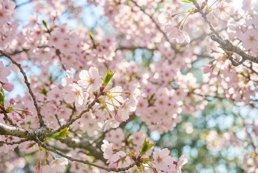 Sunlit Pink Cherry Blossoms in Spring