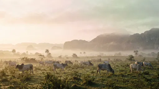 Cebu Cattle Grazing in Misty Cuban Pasture