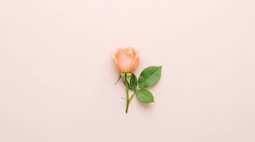 Minimalist Pastel Peach Rose Flat Lay