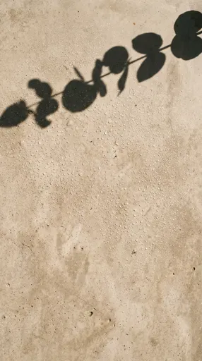 Eucalyptus Shadow on Wet Concrete Surface