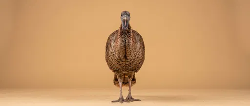 Symmetrical Studio Portrait of Turkey Hen
