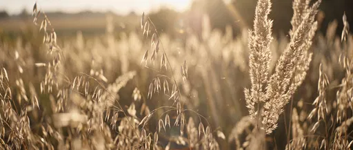 Golden Hour Wild Oats and Grass