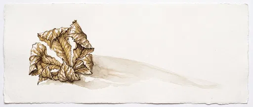 Sepia Ink Drawing of Curled Autumn Leaf