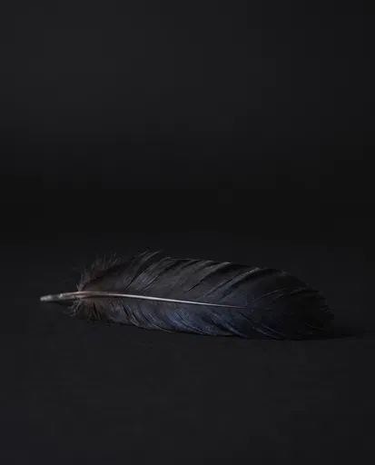 Single Black Feather on Dark Background