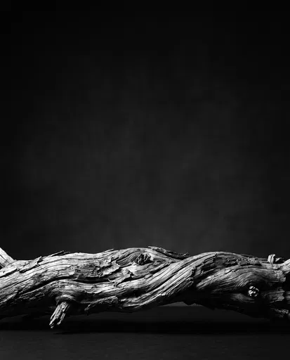 Monochrome Weathered Wood Branch Studio Still Life