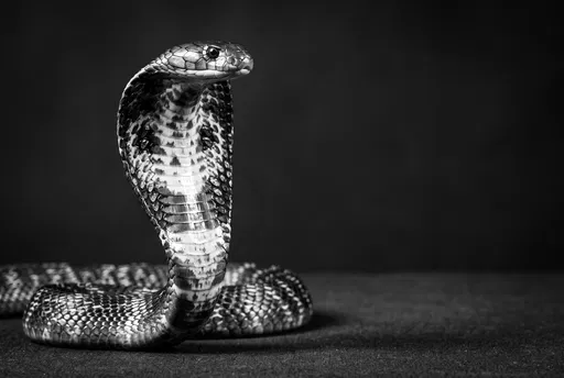 Monochrome Studio Portrait of Raised Cobra