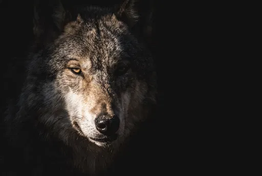 Dramatic Low-Key Timber Wolf Portrait