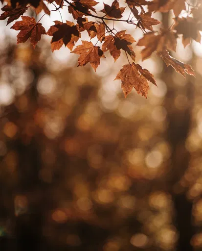 Backlit Autumn Maple Leaves Over Bokeh