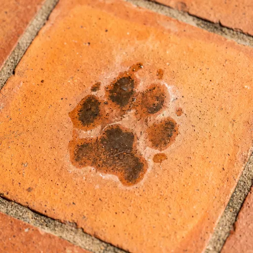 Wet Dog Paw Print on Terracotta Tile