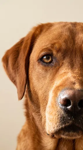 Close-Up Portrait of Fox-Red Labrador