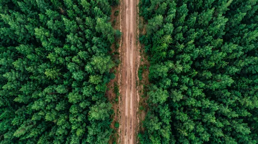 Aerial View of Dirt Road in Forest