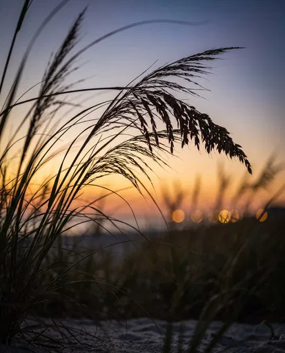 Coastal Sea Oats Silhouette at Sunset