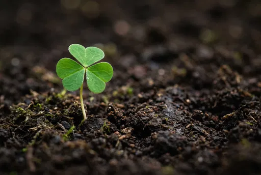 Single Green Shamrock Sprouting in Dark Soil