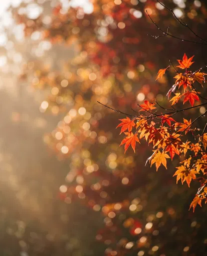 Backlit Autumn Maple Leaves with Bokeh