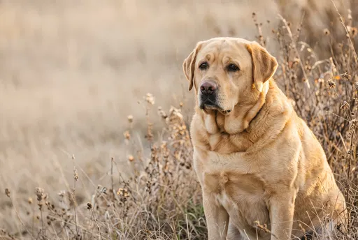Overweight Yellow Labrador in Autumn Field