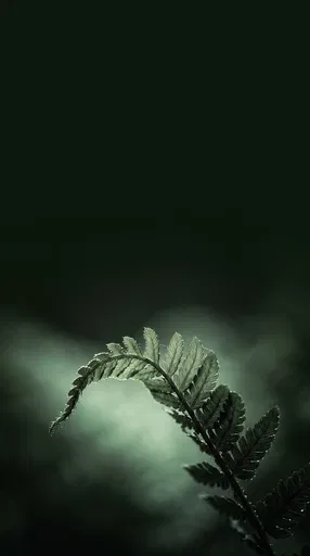Backlit Fern Frond on Dark Green