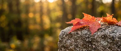 Autumn Maple Leaves on Granite Stone