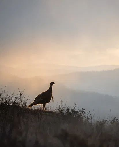 Wild Turkey Silhouette on Misty Ridge