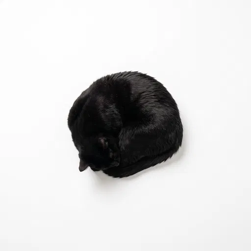 Black Cat Curled on White Background