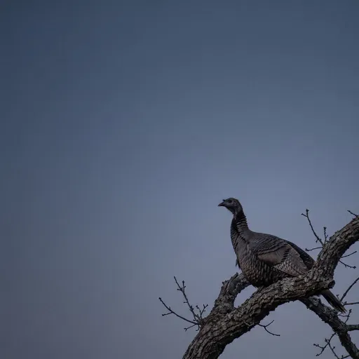 Wild Turkey Perched on Bare Branch