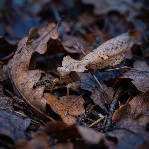 Camouflaged Dead Leaf Mantis on Oak Leaves