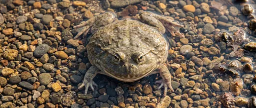 Flat Budgett's Frog on River Pebbles