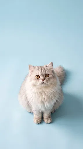 Fluffy Persian Cat on Blue Background