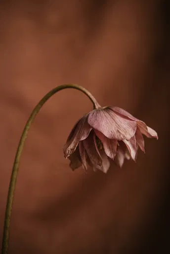 Drooping Dusty Rose Hellebore Flower