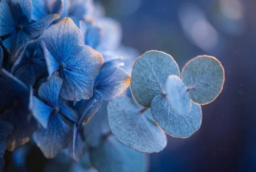 Blue Hydrangea and Frosted Eucalyptus Close-Up