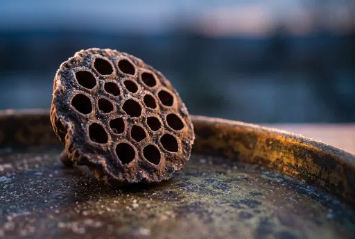 Frosted Dried Lotus Seed Pod Close-Up