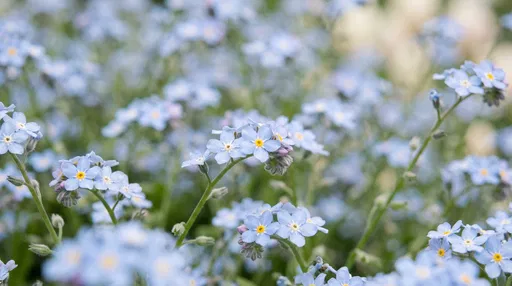 Close-Up of Pastel Blue Forget-Me-Not Flowers