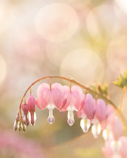 Pastel Pink Bleeding Heart Flowers Macro