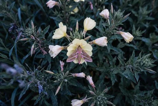 Hawk Moth on Evening Primrose Flower