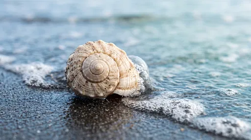 Spiral Seashell on Wet Dark Sand