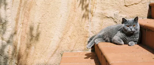 Grey British Shorthair Cat on Terracotta Steps