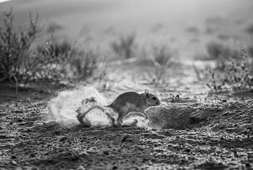 Monochrome Desert Gerbil Kicking Up Sand